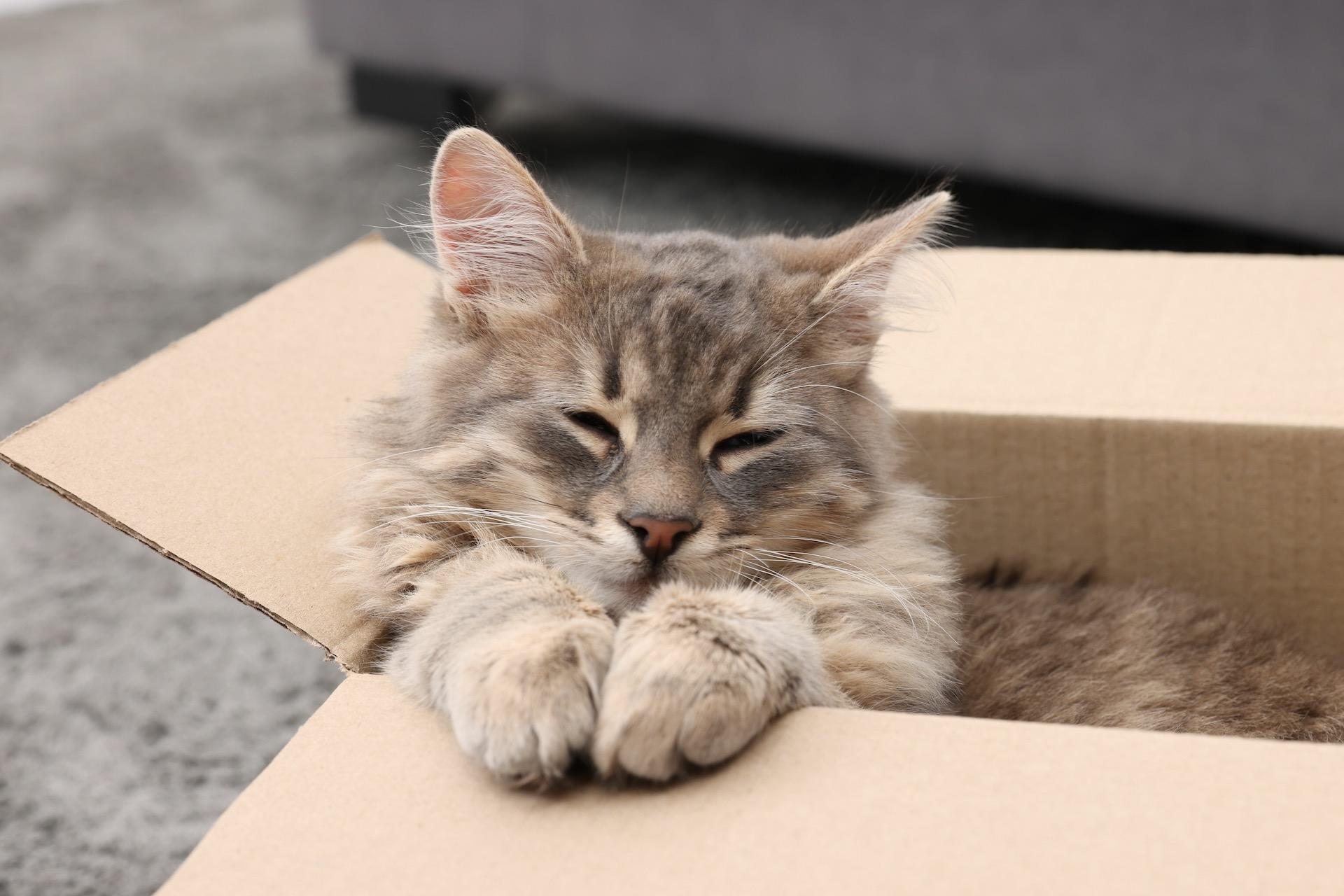 Fraîche AF - Cat in Box