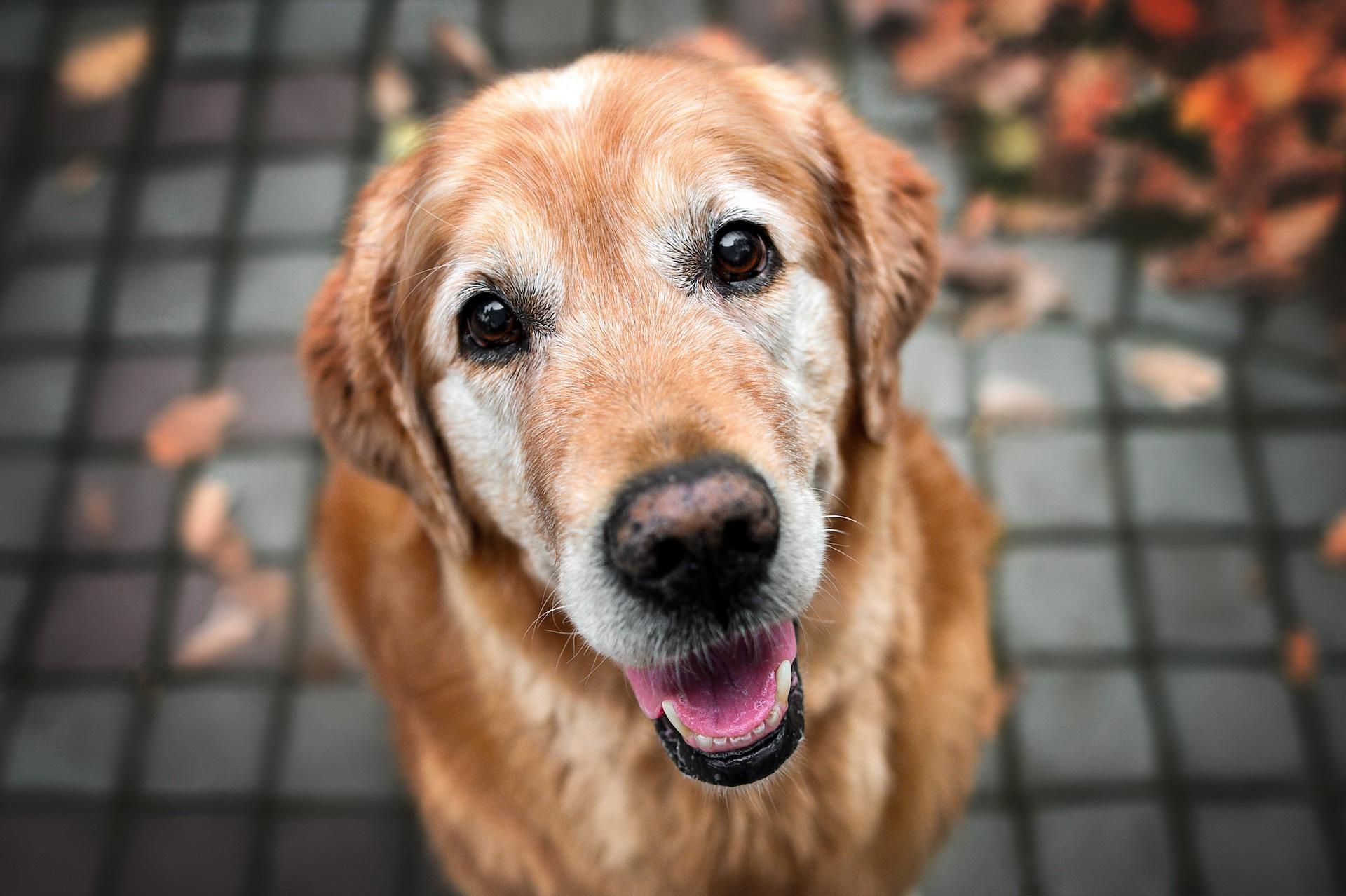 Fraîche AF - Dog Looking at Camera