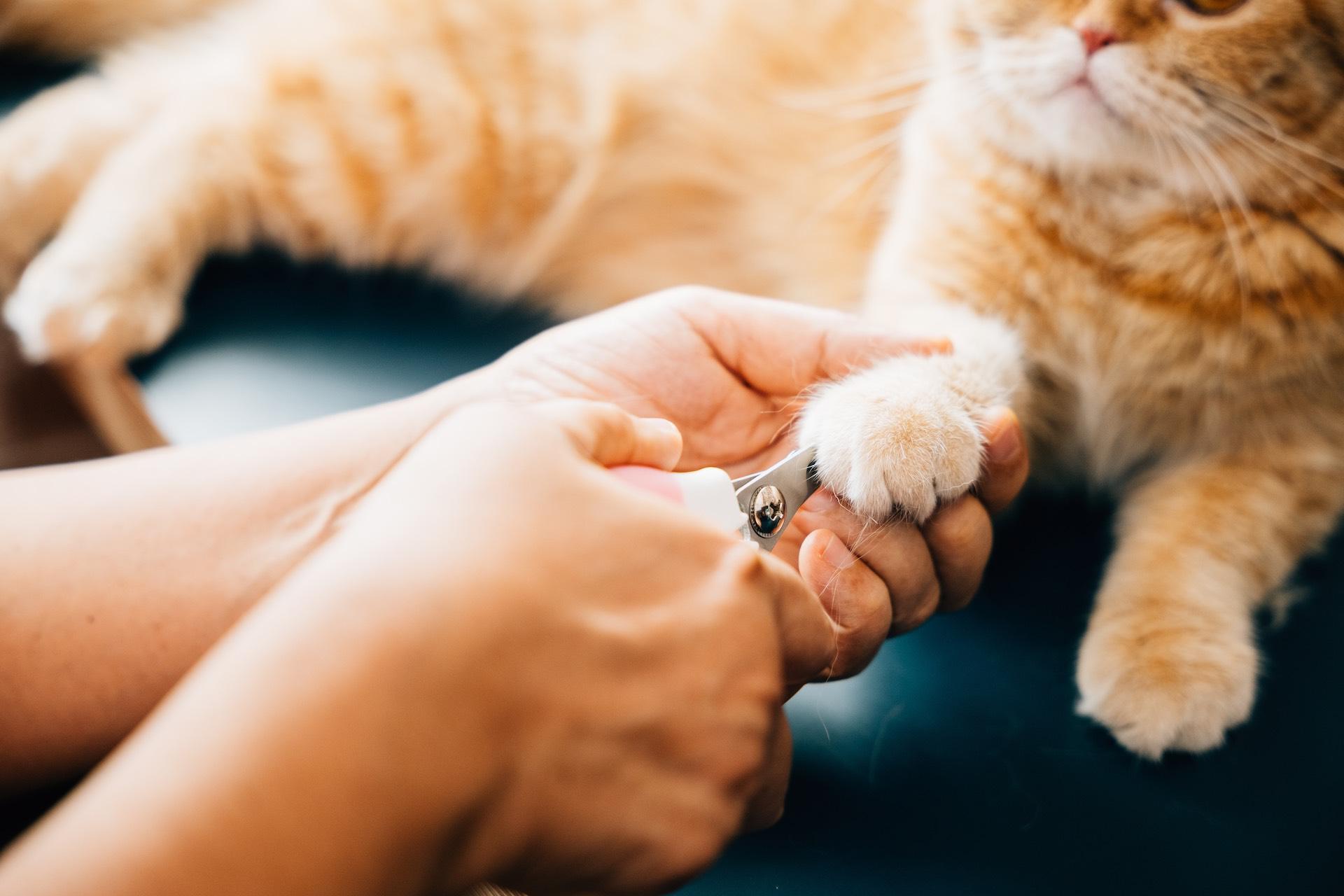 Fraîche AF - Featured Cat Nail Trim