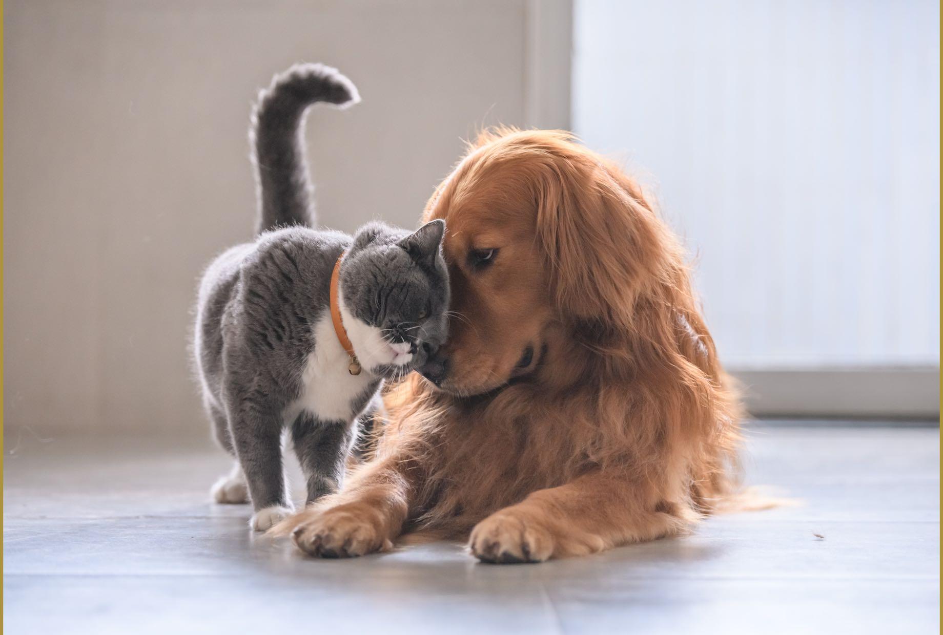 Dog and Cat Love