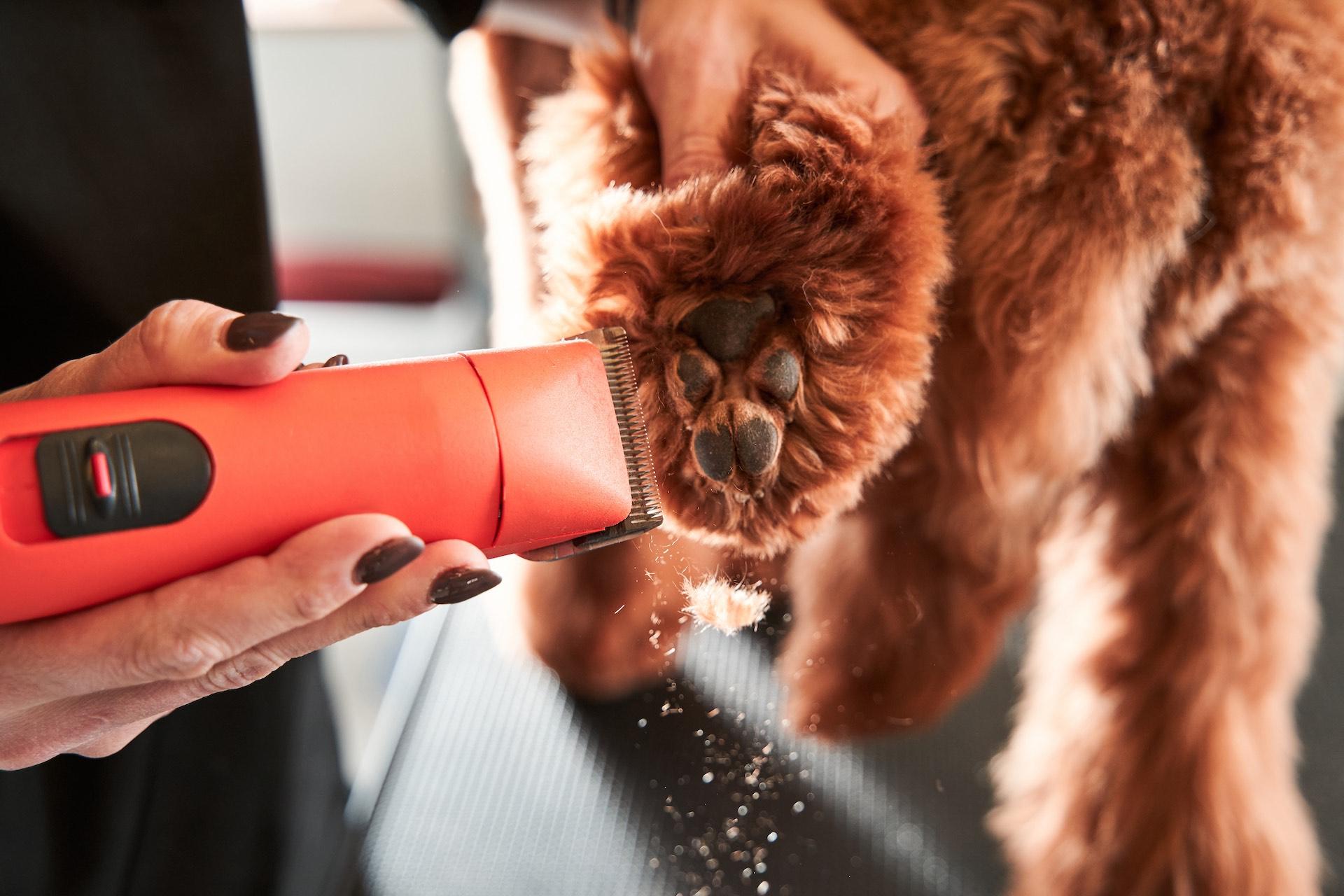 Fraîche AF - Featured Dog Fur Cut