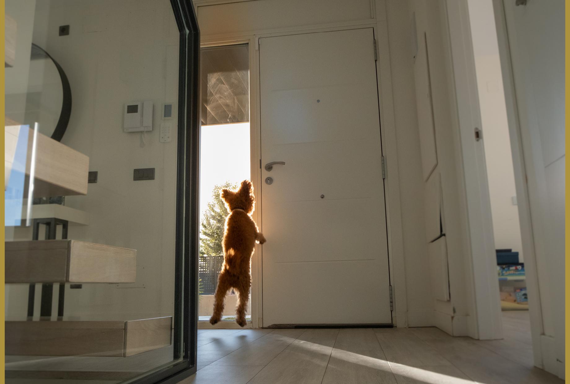 Doggie at the door