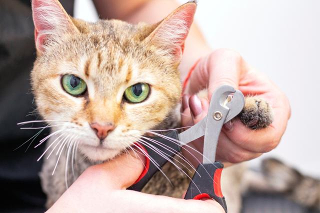 Cat receiving nail trim