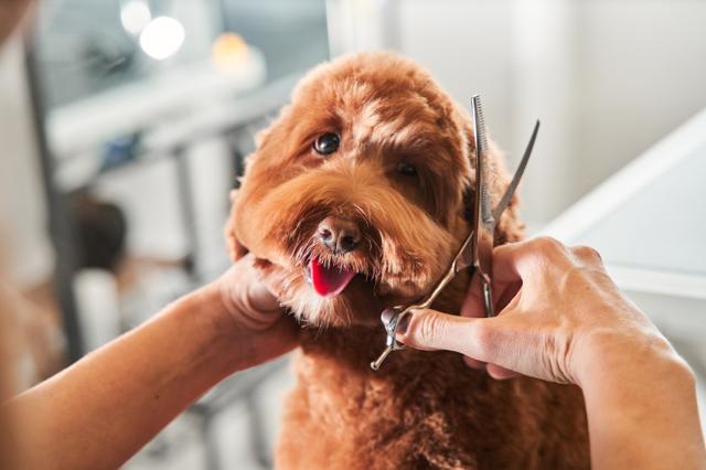 Dog receiving a fur cut